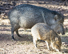 Mother and juvenile