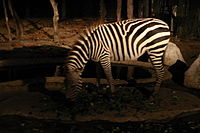 清迈夜间动物园的斑马