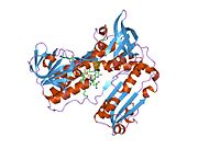 5grt: HUMAN GLUTATHIONE REDUCTASE A34E, R37W MUTANT, GLUTATHIONYLSPERMIDINE COMPLEX