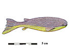 Phlebolepis elegans