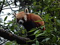 A red panda, one of the main attractions of the zoo