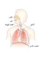 العربية • 阿拉伯文