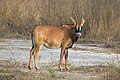 Image 14 Roan antelope Photograph credit: Charles James Sharp The roan antelope (Hippotragus equinus) is a species of savanna antelope found in western, central and southern Africa. Named for its reddish-brown coat, it has a black face with white patches around the eyes and the mouth, and a short erect mane of greyish brown hair extending from the back of the neck to the rump. This roan antelope, of the subspecies H. e. koba, was photographed in Senegal; the subspecies's range extends from Senegal to Benin in western Africa. More selected pictures