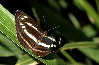 Dorsal view