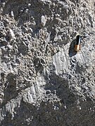 石英岩上具擦痕面的小断层，地点：Alpujarras