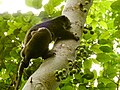 Female and infant on fruiting Ficus tree in Tangkoko