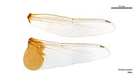 Male Tramea eurybia wings
