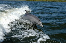 The bottlenose dolphin has the highest encephalization of any animal after humans[369]