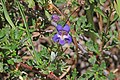 Flowers of Penstemon abietinus