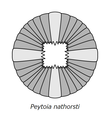 Peytoia nathorsti (=Laggania cambria) ペイトイア（ペユトイア）・ナトルスティ（=ラガニア・カンブリア）