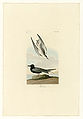 280. Black Tern