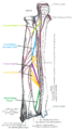 Five ligaments of interosseous membrane of forearm: * Central band (key portion to be reconstructed in case of injury) * Accessory band * Distal oblique bundle * Proximal oblique cord * Dorsal oblique accessory cord