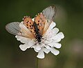 Acraea horta butterfly sitting on a flower