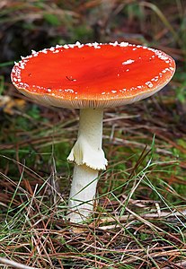 Amanita muscaria, by JJ Harrison