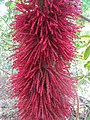 Baccaurea courtallensis flowers