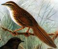 Chatham fernbird (above)