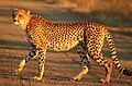 Cheetah