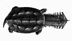 玛塔蛇颈龟（Chelus fimbriata）