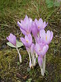 Colchicum autumnale clump