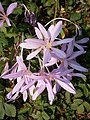 Colchicum laetum