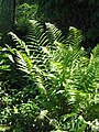 Dryopteris filix-mas