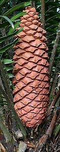 A reproductive cone of endangered Cycad Encephalartos sclavoi