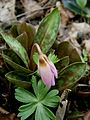 Erythronium dens-canis 'Rose Queen' opening