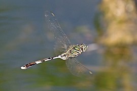 in flight