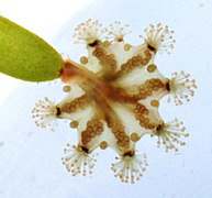 Haliclystus octoradiatus, a staurozoan