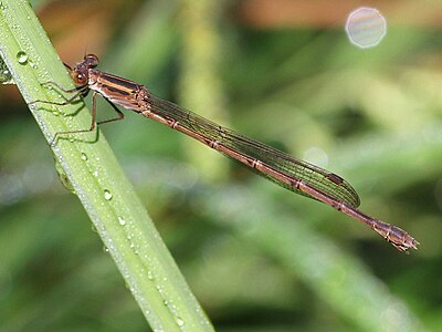 female