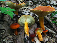 A collection of Lactarius volemus from Wayne National Forest, Ohio, showing typical colour variations