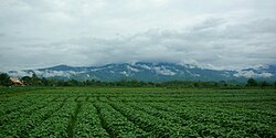 Field in Chom Mok Kaeo, Mae Lao District, with the Khun Tan Range in the background