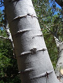 The smooth gray bark commonly retains the stipular spines produced during the original branch formation.