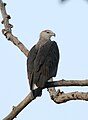 Pallas's fish-eagle, a globally threatened species, is living here