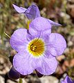 Phacelia fremontii