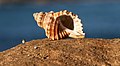 Cabestana spengleri shell near Macmasters Beach, New South Wales.