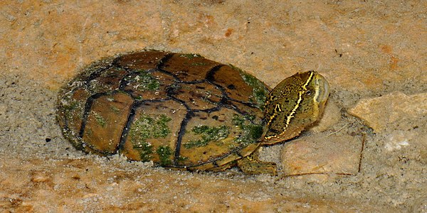 Eastern musk turtle (Sternotherus odoratus), in-situ, Kerr County, Texas (8 May 2014)