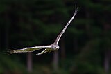 Good shot of the wings of an adult male, Rotorua, New Zealand