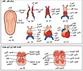 العربية (阿拉伯语)