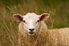 Sheep in long grass