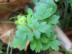 (Adoxa moschatellina)