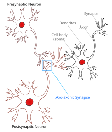 illustration of Axo-axonic-synapse