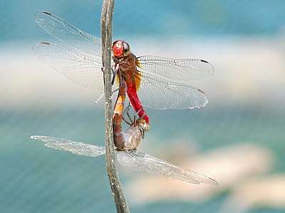 Orthetrum chrysis mating pair