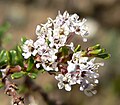 Ceanothus ophiochilus