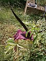 Dracunculus vulgaris fading