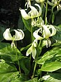 Erythronium 'White Beauty'