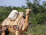 A nomad's pack camel in Eyl, Somalia