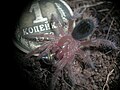 Spiderling feeding on Blaptica dubia