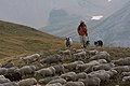 Image 9Sheep in Écrins National Park (France) (from Livestock)