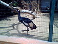 Black crowned crane